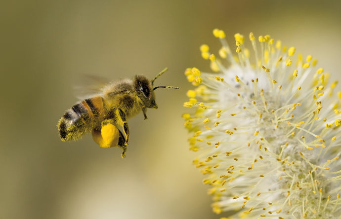Sua Maestà Apis Mellifera