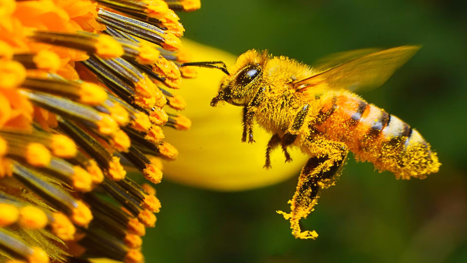 Le Api, sentinelle dell'ambiente al servizio della biodiversità.